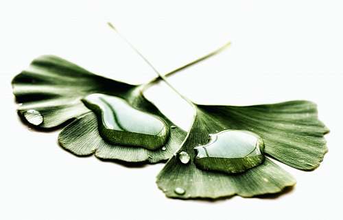 plant water drops on two green leaves indianapolis